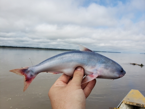 Cetopsis
