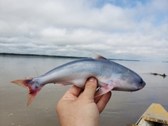Blue Whale Catfish photo 1