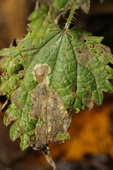 Agromyza anthracina