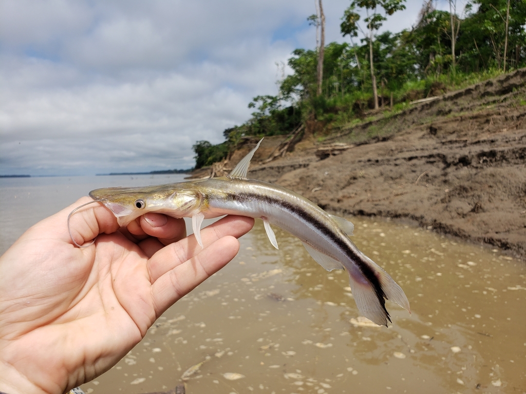 Shovel-Nosed Catfish