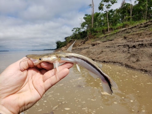 Eendenbek-meerval (Sorubim lima) — Pimelodidae — 2