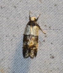 Zonopetala alypa