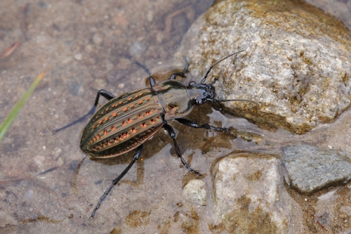 Carabus clatratus Linnaeus, 1760