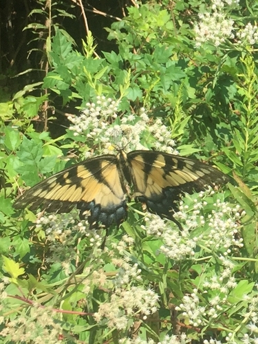 Eastern Tiger Swallowtail