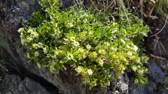 Lepidium oligodontum