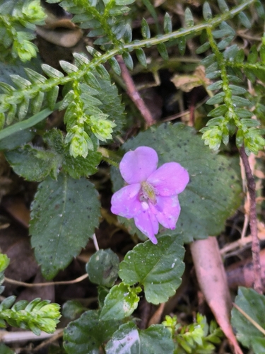 Transvaal balsam (Impatiens sylvicola)