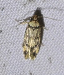 Sphyrelata nefanda