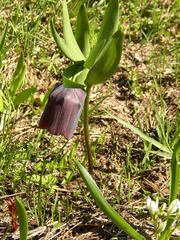 Fritillaria latifolia