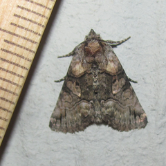 Abrostola microvalis