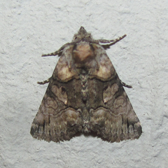 Abrostola microvalis