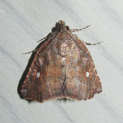 Amyna bullula