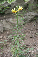 Lilium kesselringianum