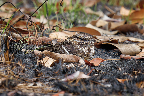 Square-tailed Nightjar