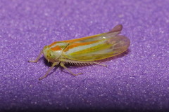Alebra albostriella