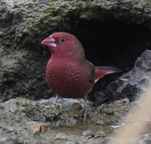 Bar-breasted Firefinch