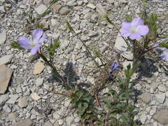 Linum lanuginosum