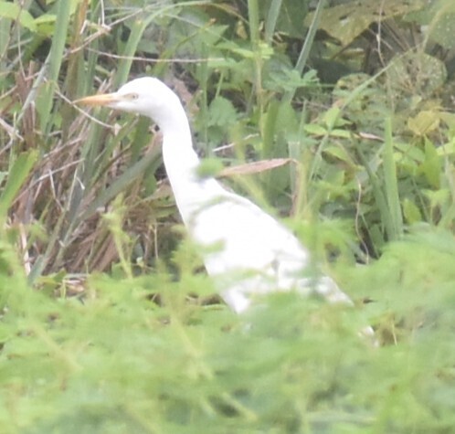 Western Cattle-Egret