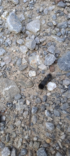 Schwarzer Moderkäfer