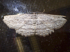 Scioglyptis loxographa