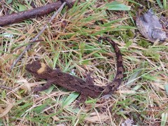 Dactylocnemis pacificus