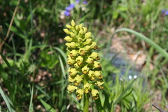 Orchis punctulata