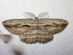 Scioglyptis loxographa