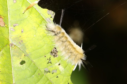 Banded Tussock Moth