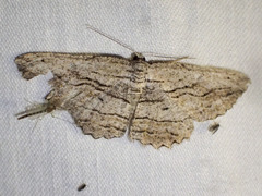 Scioglyptis loxographa