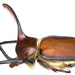 Golofa Beetles - Photo (c) Udo Schmidt, some rights reserved (CC BY-SA)