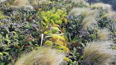 Anisotome antipoda