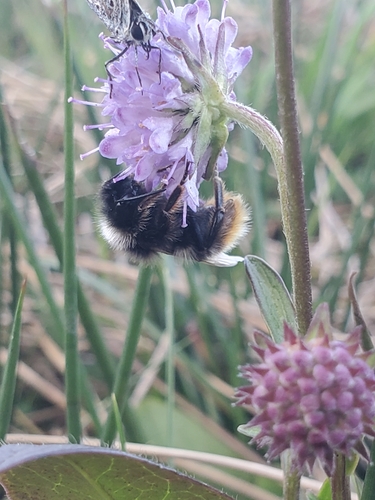 Hill Cuckoo Bumble bee photo 4