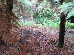 Dicksonia squarrosa