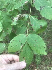 Fraxinus biltmoreana