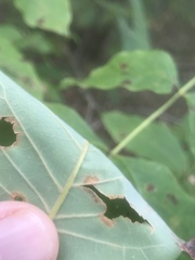 Fraxinus biltmoreana