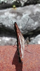 Adelpha heraclea