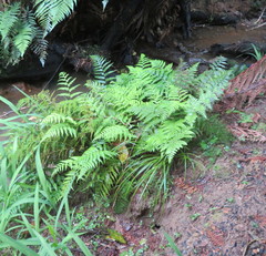 Deparia petersenii