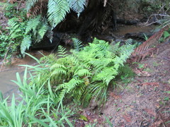 Deparia petersenii