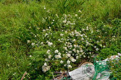 Rosa kwangtungensis