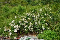 Rosa kwangtungensis