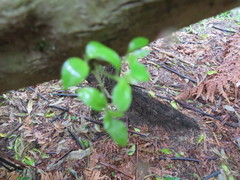 Geniostoma ligustrifolium ligustrifolium