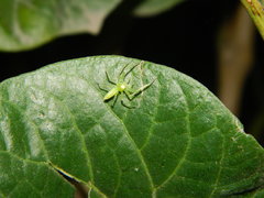 Lyssomanes pauper