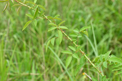Rosa kwangtungensis