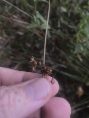 Juncus coriaceus