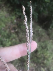 Paspalum floridanum