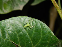 Lyssomanes pauper