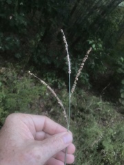 Paspalum floridanum