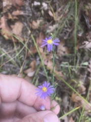 Symphyotrichum laeve concinnum