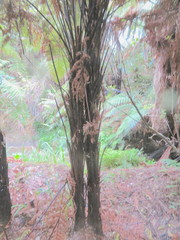Dicksonia squarrosa