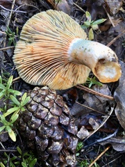 Lactarius semisanguifluus