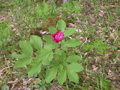 Paeonia caucasica